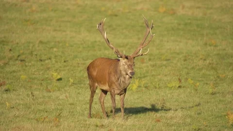 Red deer stag turning head in green meadow near grazing fallow deer. Majestic Stock Footage 318901464