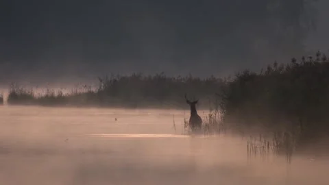 Red deer stag wades through misty lake water at sunrise during the rutting .. Stock Footage 318489330