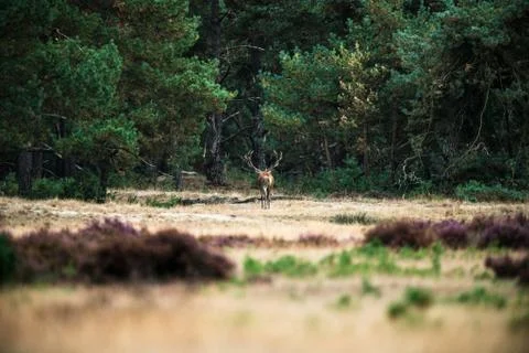 Red deer stag walking alone in field near forest. National Park Hoge Veluwe. Stock Photos
