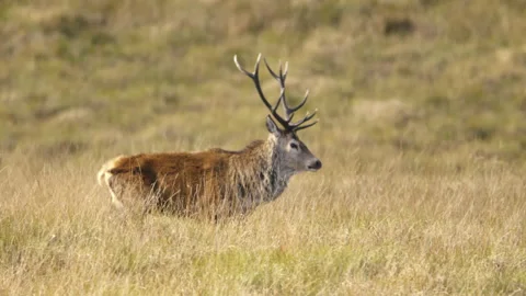 Red deer stag walking and bellowing during the rut, Scotland, UK Stock Footage 254725772