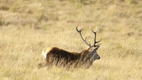 Red deer stag walking and bellowing during the rut, Scotland, UK Stock Footage 254726024