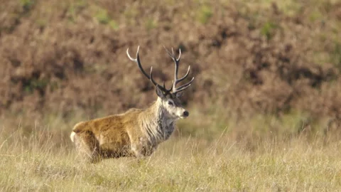 Red deer stag walking and bellowing during the rut, Scotland, UK Stock Footage 254726421