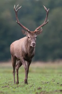 Red deer stag walking forward on the grass from front view in autumn. Stock Photos