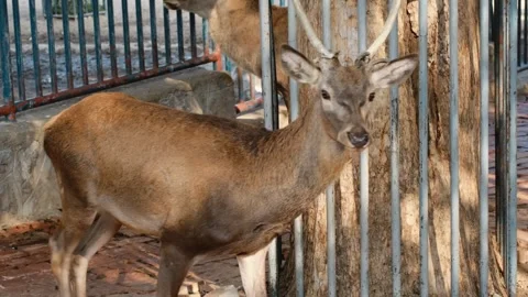 Red deer stag walking inside metal fenced zoo enclosure in daylight. The scene Stock Footage 341963905