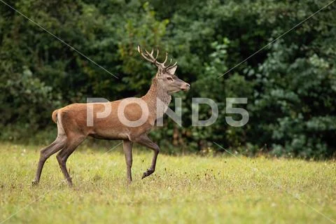 Red deer stag walking with leg mid-air in nature with copy space. Stock Photos