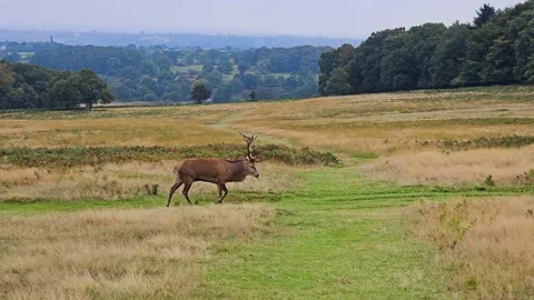 Red deer stag walking through grassy field in picturesque countryside. Majestic Stock Footage 301999006
