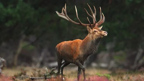 Red deer stag walking through heather field during mating season with large Stock Footage 340861454