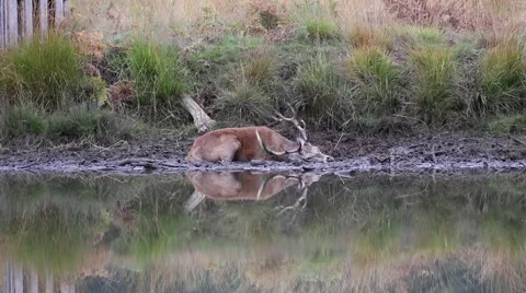 Red Deer Stag Wallowing in Mud by a Pond During Rut. Stock Footage 56221970