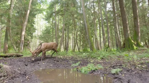 Red deer stag wild animal drinking water in forest Stock Footage 346164632
