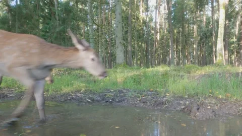 Red deer stag wild animals in forest Stock Footage 345367838