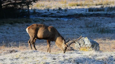 Red deer stag in the winter Stock Footage 47913360