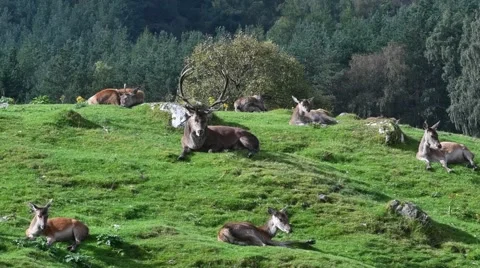Red deer stag with young males and hinds resting in grassland, Scotland, UK Stock Footage