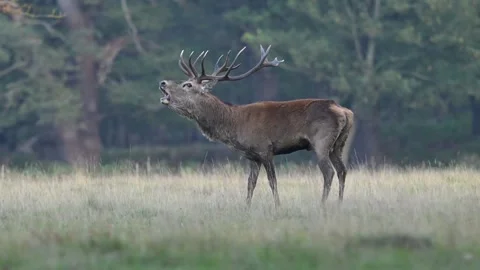 Red Deer Stag/Buck Calling Stock Footage 319206187
