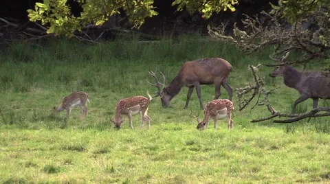Red deer stags and fallow deer together in grass Stock Footage 54953169