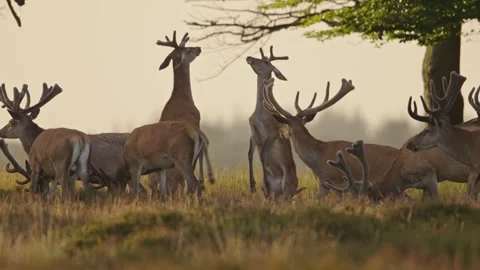 Red deer stags in bachelor herd fight rearing up on hind legs. Zoomed in Stock Footage 243546853