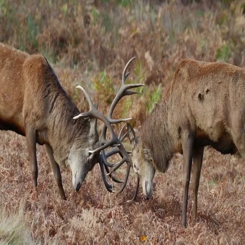 Red Deer stags (Cervus elaphus) fighting in rutting season 库存影片 69403587
