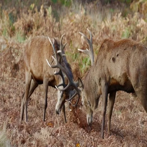Red Deer stags (Cervus elaphus) sparring fighting Stock Footage 69404092