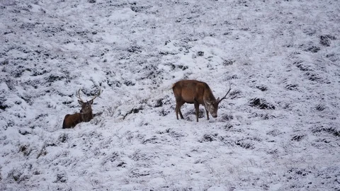 Red Deer Stags ( Cervus elaphus ) amid winter snow in the Scottish Highlands Stock Footage 102052806