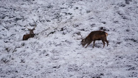 Red Deer Stags ( Cervus elaphus ) amid winter snow in the Scottish Highlands Stock Footage 102052889