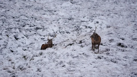 Red Deer Stags ( Cervus elaphus ) amid winter snow in the Scottish Highlands Stock Footage 102052915