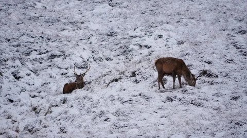 Red Deer Stags ( Cervus elaphus ) amid winter snow in the Scottish Highlands Stock Footage 102053077
