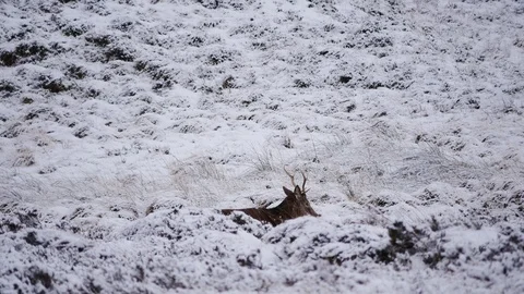 Red Deer Stags ( Cervus elaphus ) amid winter snow in the Scottish Highlands Stock Footage 102053169