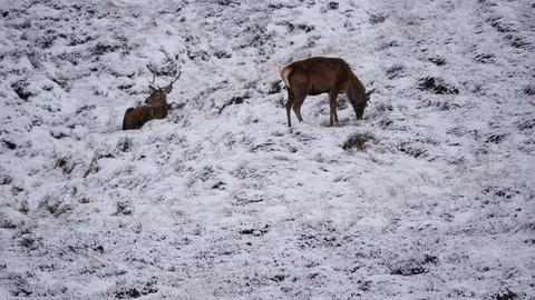 Red Deer Stags ( Cervus elaphus ) amid winter snow in the Scottish Highlands Stock-Footage 102053442