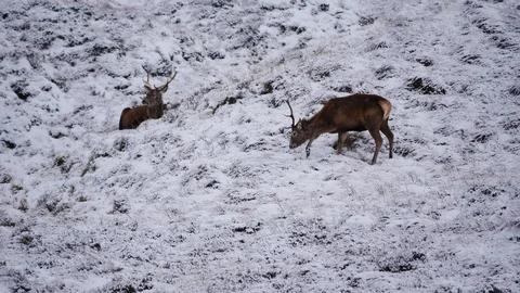 Red Deer Stags ( Cervus elaphus ) amid winter snow in the Scottish Highlands Stock Footage 102053568