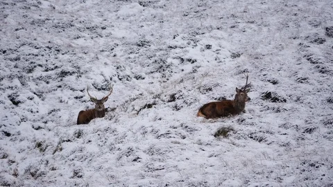 Red Deer Stags ( Cervus elaphus ) amid winter snow in the Scottish Highlands Stock Footage 102053821