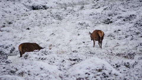 Red Deer Stags ( Cervus elaphus ) amid winter snow in the Scottish Highlands Stock Footage 102054398