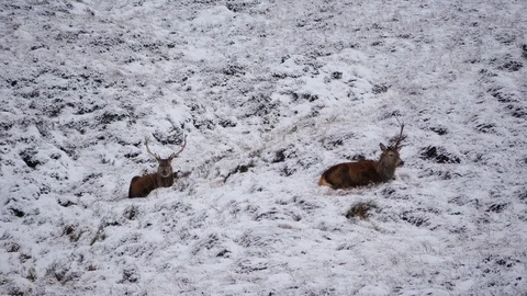 Red Deer Stags ( Cervus elaphus ) amid winter snow in the Scottish Highlands Stock Footage 102057627