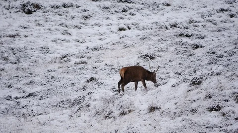 Red Deer Stags ( Cervus elaphus ) amid winter snow in the Scottish Highlands Stock Footage 102057632