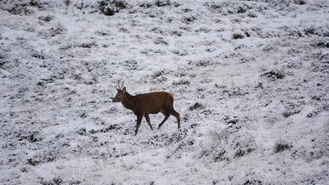 Red Deer Stags ( Cervus elaphus ) amid winter snow in the Scottish Highlands Stock Footage 102058116