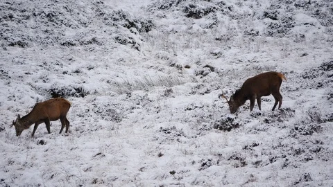 Red Deer Stags ( Cervus elaphus ) amid winter snow in the Scottish Highlands Stock Footage 102058233