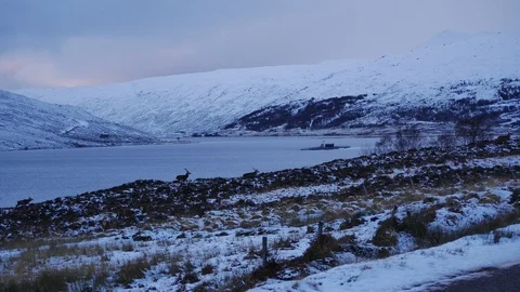 Red Deer Stags ( Cervus elaphus ) amid winter snow in the Scottish Highlands Stock-Footage 102058609