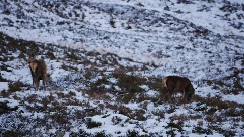 Red Deer Stags ( Cervus elaphus ) amid winter snow in the Scottish Highlands Stock Footage 102059008