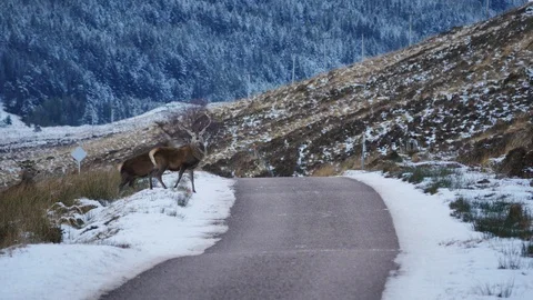 Red Deer Stags ( Cervus elaphus ) amid winter snow in the Scottish Highlands Stock Footage 102059138