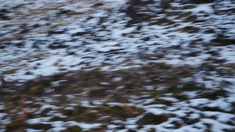 Red Deer Stags ( Cervus elaphus ) amid winter snow in the Scottish Highlands Stock Footage 102063590