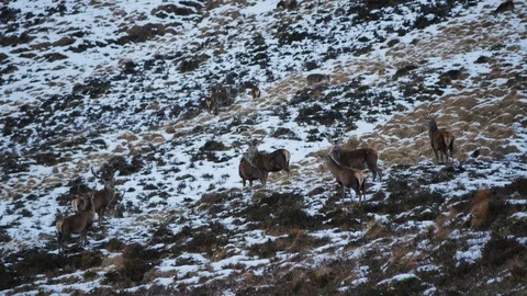 Red Deer Stags ( Cervus elaphus ) amid winter snow in the Scottish Highlands Stock Footage 102063637