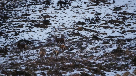 Red Deer Stags ( Cervus elaphus ) amid winter snow in the Scottish Highlands Stock Footage 102063754
