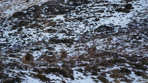 Red Deer Stags ( Cervus elaphus ) amid winter snow in the Scottish Highlands Stock Footage 102063880