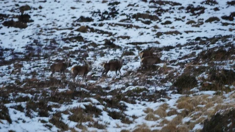 Red Deer Stags ( Cervus elaphus ) amid winter snow in the Scottish Highlands Stock Footage 102063928