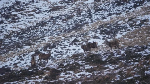 Red Deer Stags ( Cervus elaphus ) amid winter snow in the Scottish Highlands Stock Footage 102064004