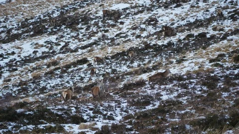 Red Deer Stags ( Cervus elaphus ) amid winter snow in the Scottish Highlands Stock Footage 102064310