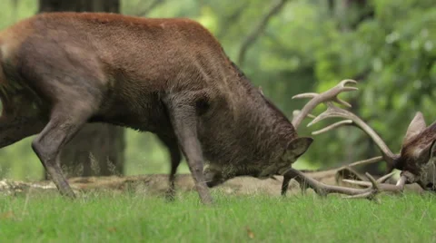 Red Deer stags dueling Stock Footage