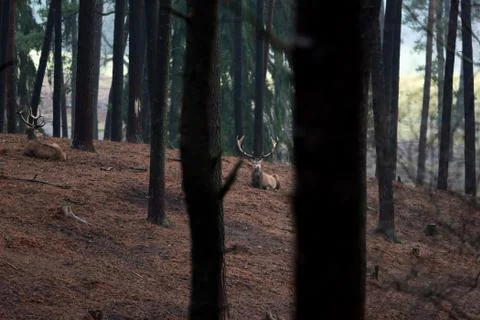 Red deer stags lying in pine tree forest. Stock Photos