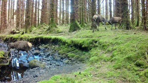 Red Deer Stags Practice Rutting While One Crosses A Low Water Flow Burn Stock Footage 335099012