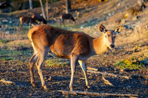 Red deer standing on dry grass in nature park Stock Photos