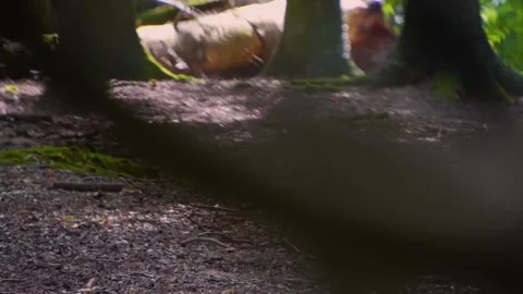 Red deer standing Stock Footage 252158068