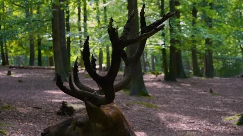 Red deer standing Stock Footage 252158083